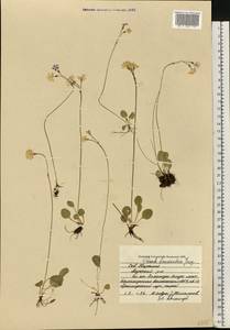 Primula nutans Georgi, Eastern Europe, Northern region (E1) (Russia)