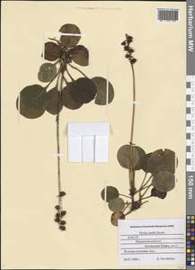 Pyrola media Sw., Eastern Europe, Northern region (E1) (Russia)