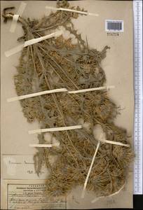 Cirsium semenovii Regel & Schmalh., Middle Asia, Pamir & Pamiro-Alai (M2) (Kyrgyzstan)