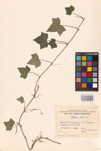 Hedera helix L., Eastern Europe, Estonia (E2c) (Estonia)