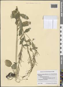 Barbarea arcuata (Opiz ex J. Presl & C. Presl) Rchb., Eastern Europe, Northern region (E1) (Russia)