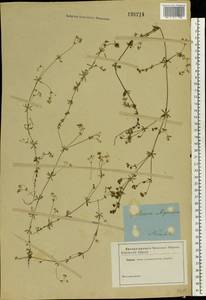 Galium uliginosum L., Eastern Europe, Central forest region (E5) (Russia)