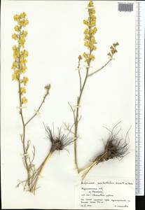 Delphinium semibarbatum Bien. ex Boiss., Middle Asia, Pamir & Pamiro-Alai (M2) (Turkmenistan)