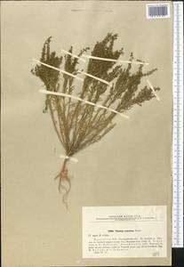 Thesium ramosum Hayne, Middle Asia, Northern & Central Kazakhstan (M10) (Kazakhstan)