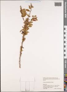 Prunus prostrata var. concolor (Boiss.) Lipsky, Middle Asia, Western Tian Shan & Karatau (M3) (Kyrgyzstan)