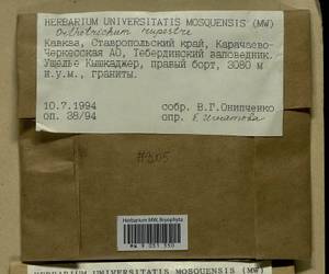 Lewinskya rupestris (Schleich. ex Schwägr.) F. Lara, Garilleti & Goffinet, Bryophytes, Bryophytes - North Caucasus & Ciscaucasia (B12) (Russia)