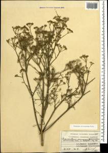 Bilacunaria microcarpa (M.Bieb.) Pimenov & V.N.Tikhom., Caucasus, Dagestan (K2) (Russia)