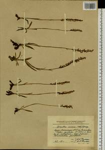 Spiranthes australis (R.Br.) Lindl., Siberia, Baikal & Transbaikal region (S4) (Russia)