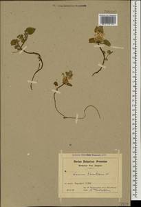 Lamium tomentosum Willd., Caucasus, Armenia (K5) (Armenia)
