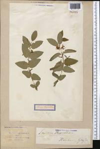 Lonicera ruprechtiana Regel, Middle Asia, Syr-Darian deserts & Kyzylkum (M7) (Uzbekistan)