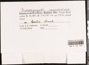 Trachycystis ussuriensis (Regel & Maack) T.J. Kop., Bryophytes, Bryophytes - Russian Far East (excl. Chukotka & Kamchatka) (B20) (Russia)