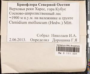 Ctenidium molluscum (Hedw.) Mitt., Bryophytes, Bryophytes - North Caucasus & Ciscaucasia (B12) (Russia)