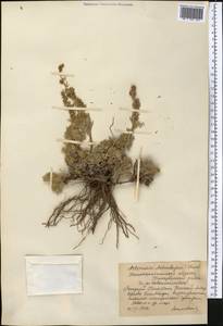 Artemisia aschurbajewii C. Winkl., Middle Asia, Western Tian Shan & Karatau (M3) (Kazakhstan)