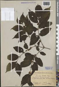Lonicera maackii (Rupr.) Maxim., Siberia, Russian Far East (S6) (Russia)