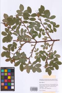 Rosa villosa L., Eastern Europe, Central forest-and-steppe region (E6) (Russia)