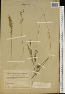 Poa trivialis L., Eastern Europe, Central forest region (E5) (Russia)