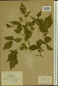 Rubus idaeus L., Eastern Europe, Belarus (E3a) (Belarus)