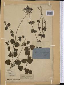 Salvia serotina L., America (AMER) (Not classified)