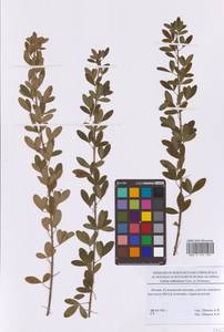 Chamaecytisus ruthenicus (Fisch. ex Woł.) Klásk., Eastern Europe, Moscow region (E4a) (Russia)