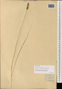 Setaria parviflora (Poir.) M.Kerguelen, South Asia, South Asia (Asia outside ex-Soviet states and Mongolia) (ASIA) (Philippines)