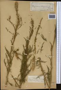 Myricaria bracteata Royle, Middle Asia, Dzungarian Alatau & Tarbagatai (M5) (Kazakhstan)