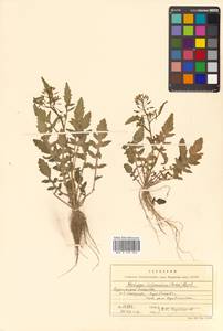 Rorippa palustris (L.) Besser, Siberia, Russian Far East (S6) (Russia)