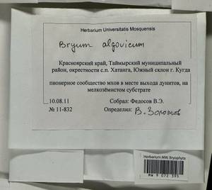 Ptychostomum compactum Hornsch., Bryophytes, Bryophytes - Krasnoyarsk Krai, Tyva & Khakassia (B17) (Russia)