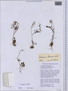 Cardamine occulta Hornem., South Asia, South Asia (Asia outside ex-Soviet states and Mongolia) (ASIA) (Vietnam)