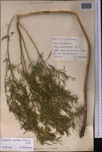 Euphorbia uralensis Fisch. ex Link, Middle Asia, Caspian Ustyurt & Northern Aralia (M8) (Kazakhstan)