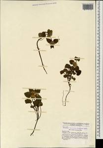 Lamium tomentosum Willd., Caucasus, Azerbaijan (K6) (Azerbaijan)
