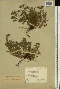 Thymus pannonicus All., Eastern Europe, North Ukrainian region (E11) (Ukraine)