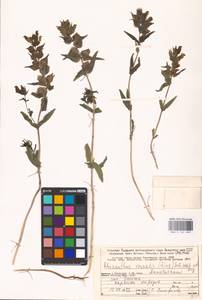 MHA 0 162 089, Rhinanthus serotinus var. vernalis (N. W. Zinger) Janch., Eastern Europe, Northern region (E1) (Russia)