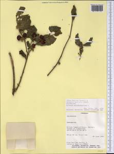 Solanum pseudocapsicum L., America (AMER) (Paraguay)