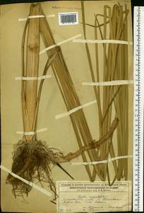 Typha argoviensis Hausskn. ex Asch. & Graebn., Eastern Europe, Volga-Kama region (E7) (Russia)