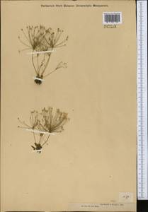 Androsace lactiflora Fisch. ex Willd., Middle Asia, Dzungarian Alatau & Tarbagatai (M5) (Kazakhstan)