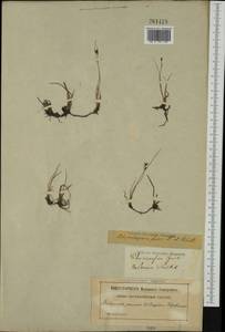 Rhynchospora fusca (L.) W.T.Aiton, Western Europe (EUR) (Sweden)