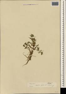 Lysimachia maritima (L.) Galasso, Banfi & Soldano, Crimea (KRYM) (Russia)