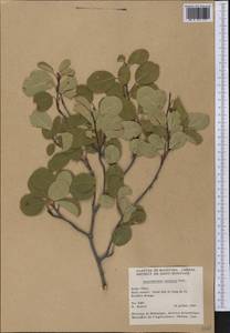 Amelanchier alnifolia (Nutt.) Nutt., America (AMER) (Canada)