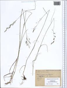Poa nemoralis L., Caucasus, Azerbaijan (K6) (Azerbaijan)