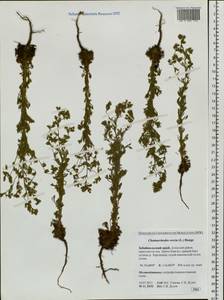 Chamaerhodos erecta (L.) Bunge, Siberia, Baikal & Transbaikal region (S4) (Russia)