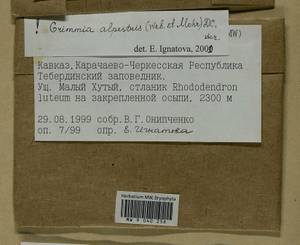 Grimmia alpestris (F. Weber & D. Mohr) Schleich., Bryophytes, Bryophytes - North Caucasus & Ciscaucasia (B12) (Russia)