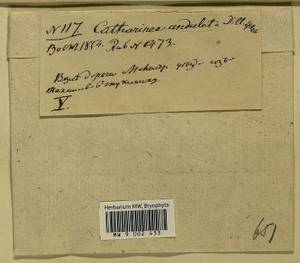 Atrichum undulatum (Hedw.) P. Beauv., Bryophytes, Bryophytes - Middle Russia (B6) (Russia)