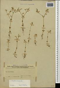 Cerastium brachypetalum subsp. tauricum (Spreng.) Murb., Caucasus, Azerbaijan (K6) (Azerbaijan)