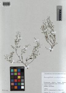 KUZ 004 078, Psammophiliella muralis (L.) lkonn., Siberia, Altai & Sayany Mountains (S2) (Russia)