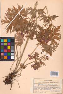 Geranium pratense L., Eastern Europe, Eastern region (E10) (Russia)