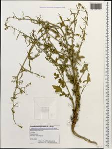 Sisymbrium officinale (L.) Scop., Caucasus, Black Sea Shore (from Novorossiysk to Adler) (K3) (Russia)