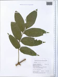 Fraxinus ornus L., Crimea (KRYM) (Russia)