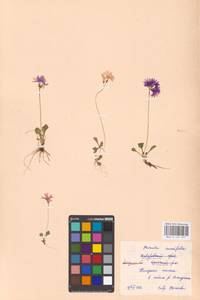 Primula cuneifolia Ledeb., Siberia, Russian Far East (S6) (Russia)