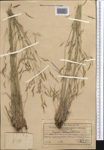 Piptatherum holciforme (M.Bieb.) Roem. & Schult., Middle Asia, Western Tian Shan & Karatau (M3) (Uzbekistan)