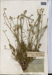 Eriocycla pelliotii (H. Boiss.) H. Wolff, Middle Asia, Northern & Central Tian Shan (M4) (Kyrgyzstan)